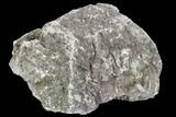 Rough, Agatized Dinosaur Bone ( Ounces) - Colorado #108434-2